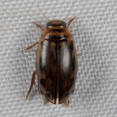 Coptotomus