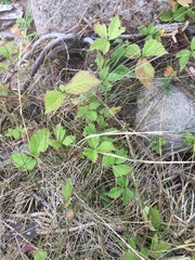 Rubus pubescens