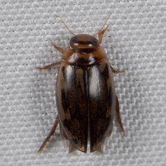 Coptotomus