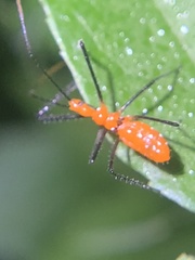 Zelus longipes