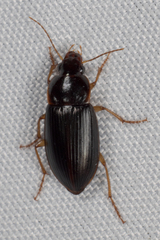 Notiobia