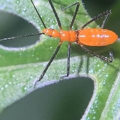 Zelus longipes