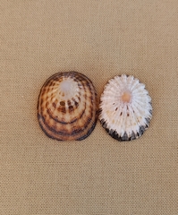 Scutellastra peronii