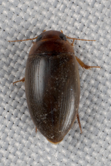 Copelatus chevrolati