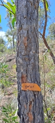 Myrtaceae