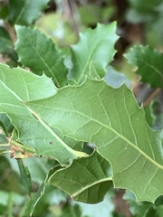 Quercus wislizeni