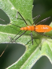 Zelus longipes