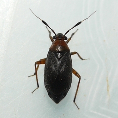 Capsus ater
