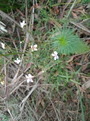 Stylidium laricifolium