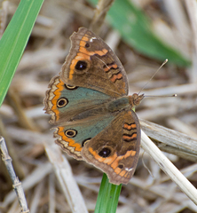 Junonia evarete
