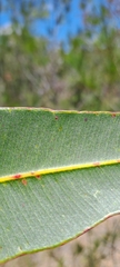 Myrtaceae