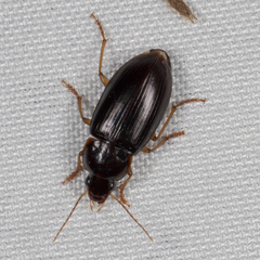 Notiobia