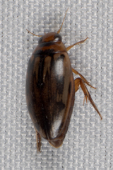 Coptotomus