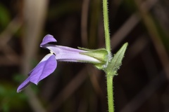 Lobelia reverchonii