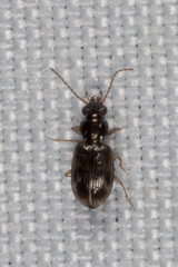 Bembidion