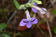 Lobelia reverchonii
