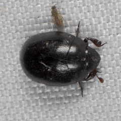 Nosodendron unicolor