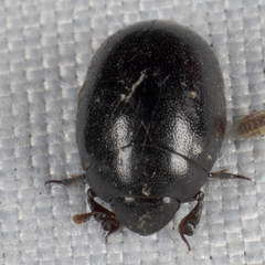 Nosodendron unicolor