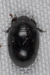 Nosodendron unicolor