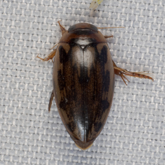 Coptotomus
