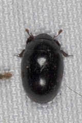 Nosodendron unicolor