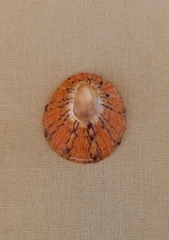 Cellana tramoserica