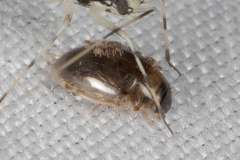 Ereynetidae