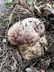 Rubroboletus eastwoodiae