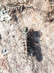 Spharagemon marmorata