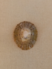 Cellana tramoserica