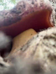 Rubroboletus eastwoodiae