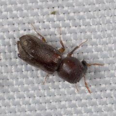 Xylobiops texanus