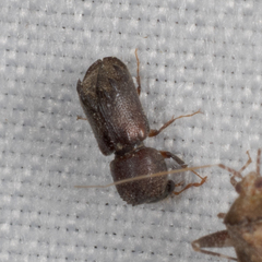 Xylobiops texanus