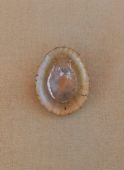 Cellana tramoserica