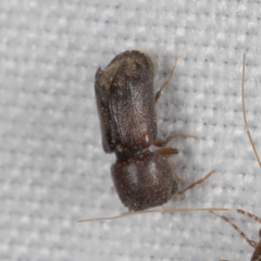 Xylobiops texanus