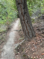 Rubroboletus eastwoodiae