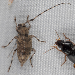 Astyleiopus variegatus