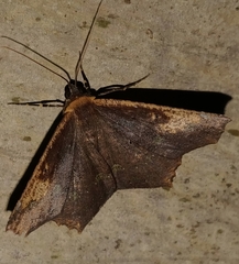 Paragonia cruraria