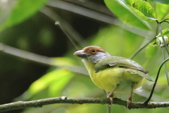 Cyclarhis gujanensis