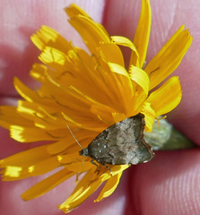 Choreutis