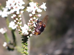 Cyphipelta rufocyanea