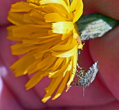 Choreutis