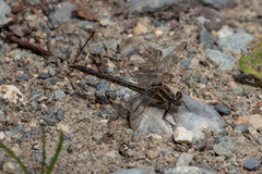 Phanogomphus spicatus