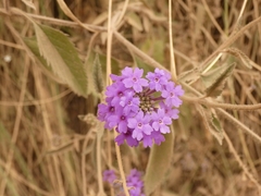 Verbenaceae