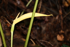 Aroideae