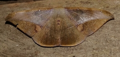 Oxydia mexicata