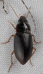 Notiobia