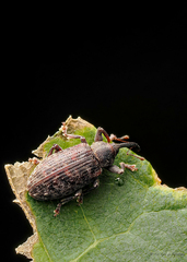 Dorytomus laticollis