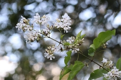 Fridericia