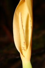 Aroideae